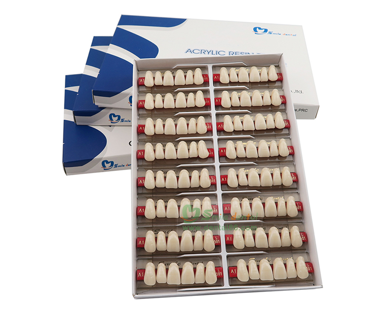 Synthetic Resin Teeth Three Layer